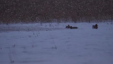 Three bean gooses swims in the water under the snow Video stock 283547340