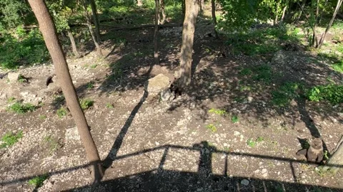 Three bear cubs and their mother bear are walking in the forest Stock Footage 246961616