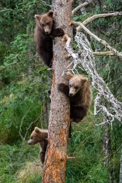 Three bear cubs in a tree Stock Photos