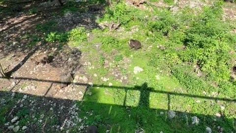 Three bear cubs in the wild Stock Footage 246961593