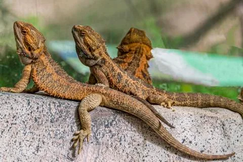 Three bearded dragons on a rock. Foto stock