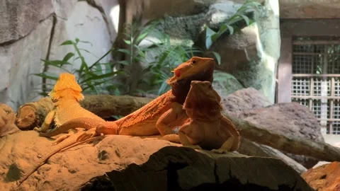 Three Bearded Dragons Sunbathing Stock Footage 287954490