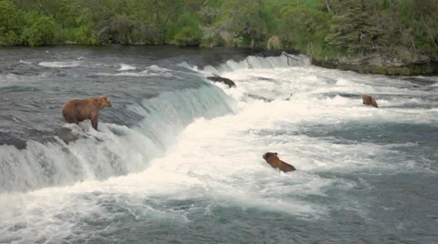 Three Bears At Brooks River Alaska Stock Footage 42403283