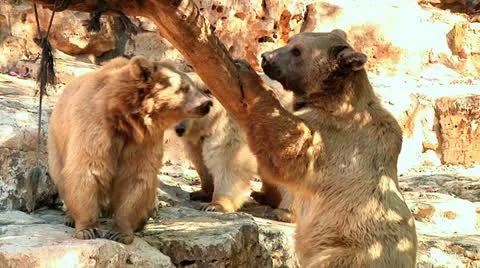 Three Bears Stock Footage 10952756