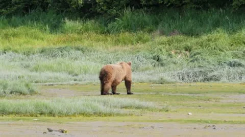 Three bears walking Stock Footage 10579319