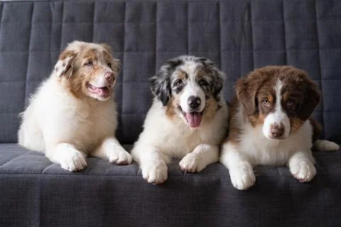Three beatiful Small Australian shepherd puppy dog lying on couch Stock Photos