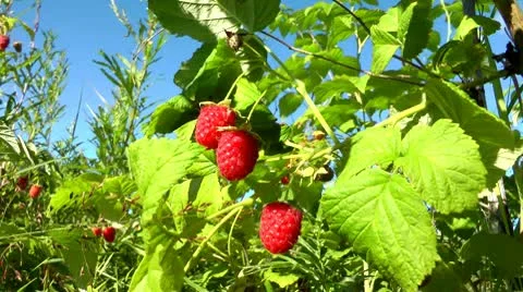 Three beautiful berries of a raspberry which have absolutely ripened Video stock 10687177