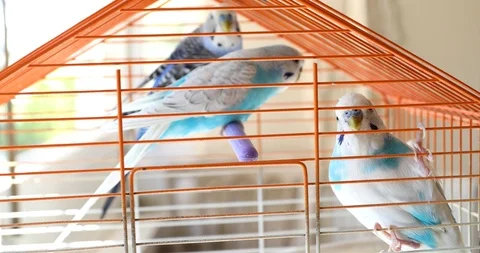 Three beautiful budgerigars on cage 2 Stock Footage 117287204