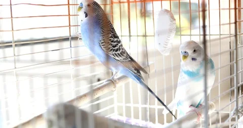 Three beautiful budgerigars on cage 3 스톡 동영상 117267613