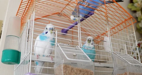 Three beautiful budgerigars on cage 4 스톡 동영상 117267102