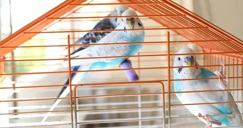 Three beautiful budgerigars on cage 스톡 동영상 117260662