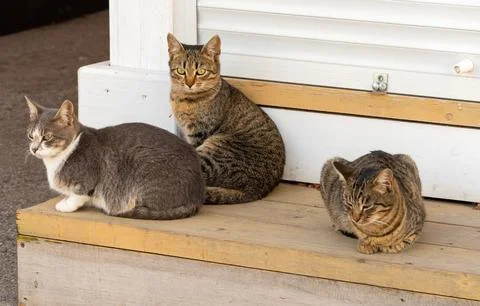 Three beautiful cat Stock Photos