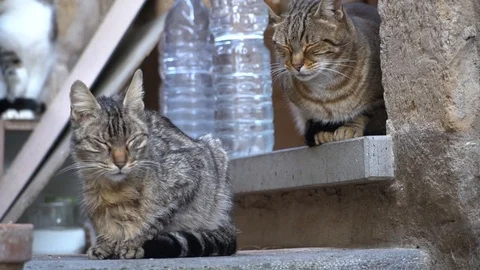 Three beautiful cats waking up and opening their eyes Stock Footage 89783157