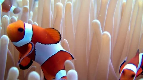 Three beautiful clownfish together Stock Footage 319400121