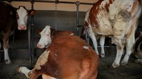 Three beautiful cows in the barn by Pakito. Stock Footage 42950557