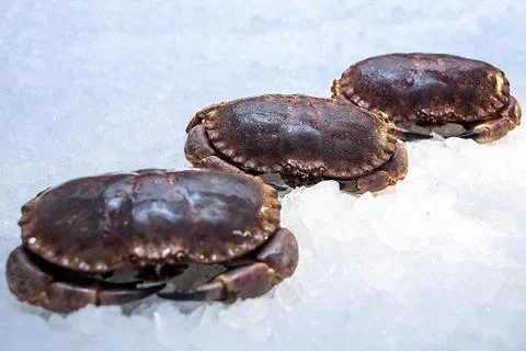 Three beautiful crabs Stock Photos