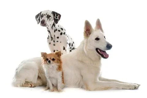 Three beautiful dogs Stock Photos