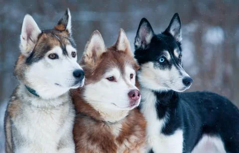 Three beautiful dogs Stock Photos