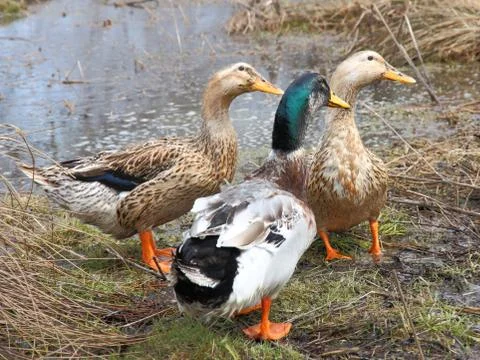 Three beautiful ducks on the lake Stock Photos