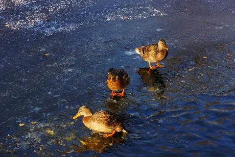 Three beautiful ducks of mallards on cold ice near water in the winter look i Foto stock