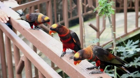 Three beautiful dusky lory parrots resting on wooden railing Видео 333437881