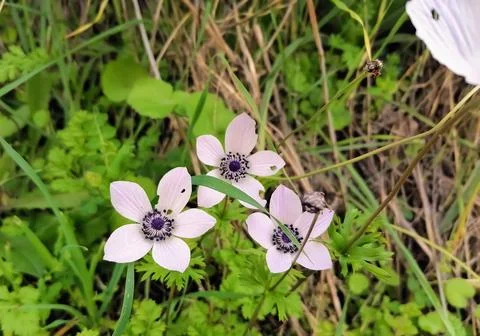 Three beautiful first spring purple crocuses or snowdrop flowers and a bee Stock Photos
