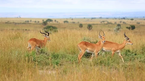 Three beautiful gazelles look into the frame and stand symmetrically in the Stock Footage 124073877
