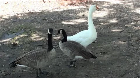 Three Beautiful Geese Vídeo Stock 12046363