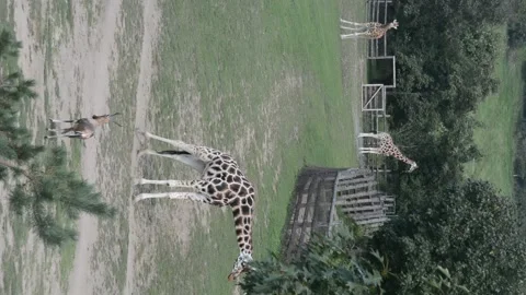 Three beautiful giraffes. Vertical video clip. Stock Footage 208424252