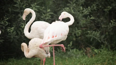 Three beautiful Greater or Common flamingo 스톡 동영상 142776172