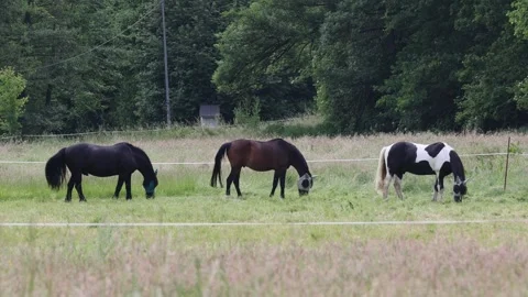Three beautiful horses with fly masks grazing in a green pasture Stock Footage 337290119