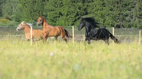 Three beautiful horses Stock Footage 54048067