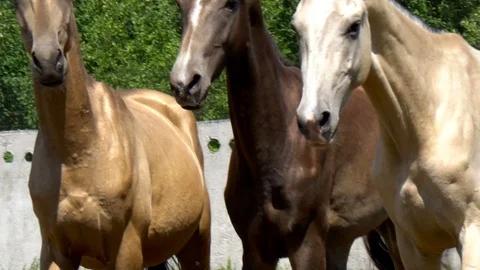 Three beautiful horses Stock Footage 113272880