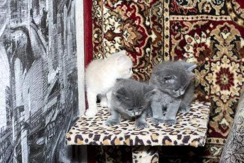 Three beautiful kittens on a scratching post Stock Photos