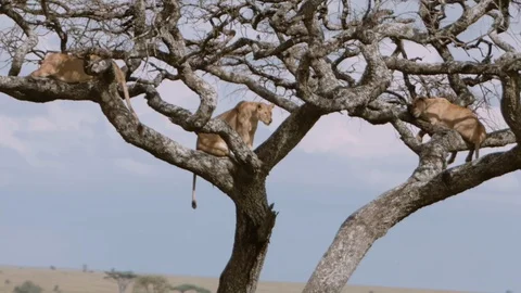 Three beautiful lioness sleep in tree on african savanna Video stock 96130081