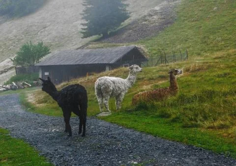 Three beautiful multi-colored llamas in the mountains on a foggy morning Stock Photos