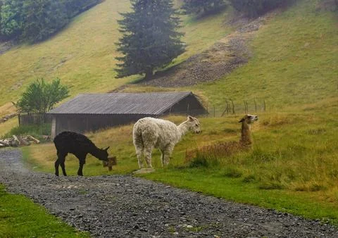 Three beautiful multi-colored llamas in the mountains on a foggy morning Stock Photos
