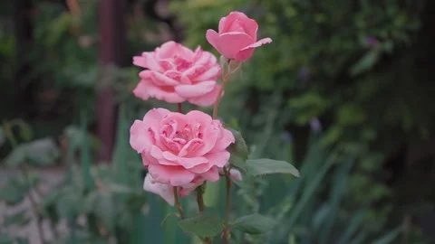 Three beautiful pink roses bloom in the garden Stock Footage 129518463