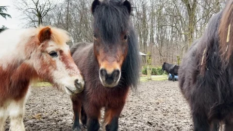 Three beautiful ponies together looking at camera Stock Footage 277536518