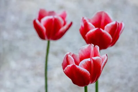 Three beautiful red tulips Stock Photos