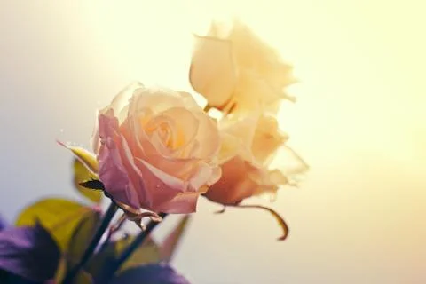 Three beautiful roses Stock Photos