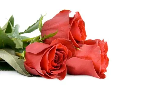 Three beautiful roses. Stock Photos