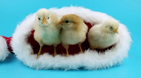 Three beautiful small roosters basking in Santa Claus hat, symbol of 2017 Stock Footage 68704414