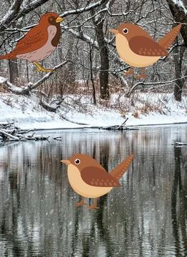 Three Beautiful Sparrow Stock Photos