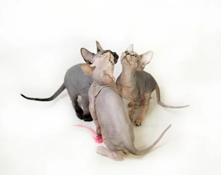 Three beautiful sphinx cats on a white background Stock Photos