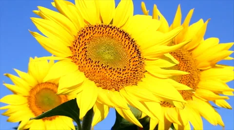 Three beautiful sunflower Stock Footage 1262744