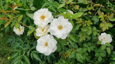 Three beautiful white flowers 库存影片 272917447