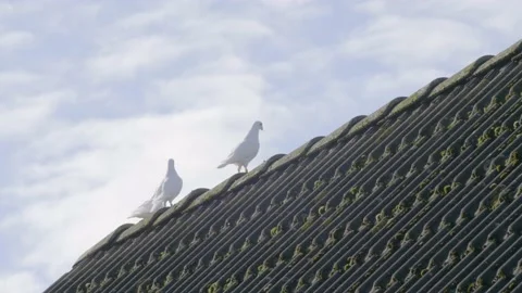 Three beautiful white turtle doves on the roof of a house. 库存影片 145127420