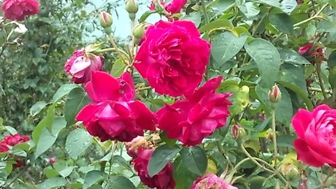 Three beautifyl red rose flower on the tree at flower plantation Stock Footage 124455841