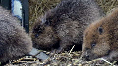 THREE BEAVER KITS RELEASED INTO LOCH LOMOND Stock Footage 240647275